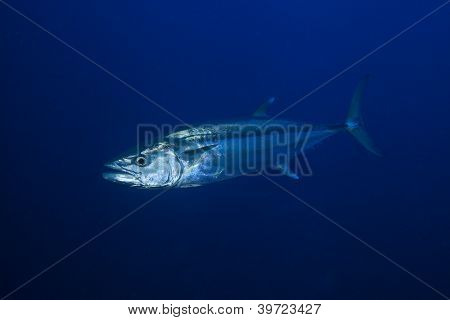 Thunfisch