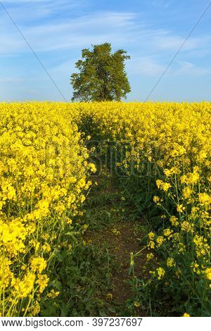 Field Of Rapeseed, Canola Or Colza In Latin Brassica Napus With Path Way And, Lime Tree Springtime G