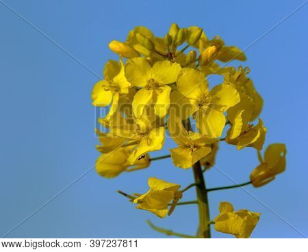 Detail Of Flowering Rapeseed Canola Or Colza Field In Latin Brassica Napus, Plant For Green Energy A