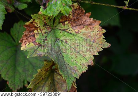 Anthracnose Of Grapes, Fungus Disease. A Close-up Of A Grape Vine Leaf With Yellow And Brown Patches