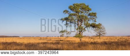 Panorama Of A Lonely Tree On The Noordsche Veld Nature Area In Drenthe, Netherlands