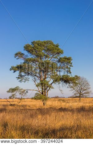 Lonely Tree On The Noordsche Veld Nature Area In Drenthe, Netherlands