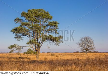 Trees At The Grass Field Of The Noordsche Veld Nature Reserve In Drenthe, Netherlands