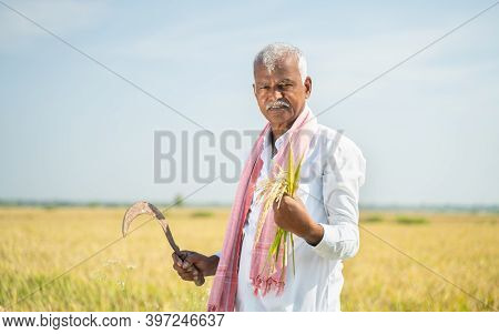 Smiling Indian Farmer In Hot Sunny Day Holding Paddy And Round Knife Or Sickle In Agriculture Field 