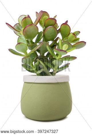 Crassula Portulacea Plant In Vase Isolated On White Background