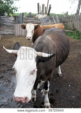 cows living in a farm