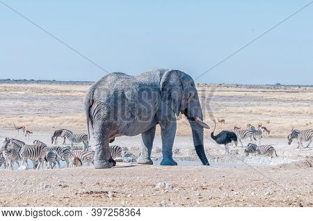 An African Elephant Drinking Water At The Nebrownii Waterhole In Northern Namibia. Burchells Zebras,