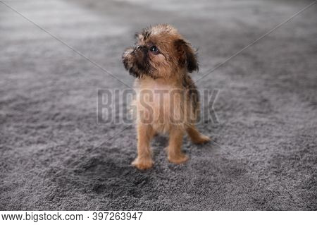 Adorable Brussels Griffon Puppy Near Puddle On Carpet Indoors