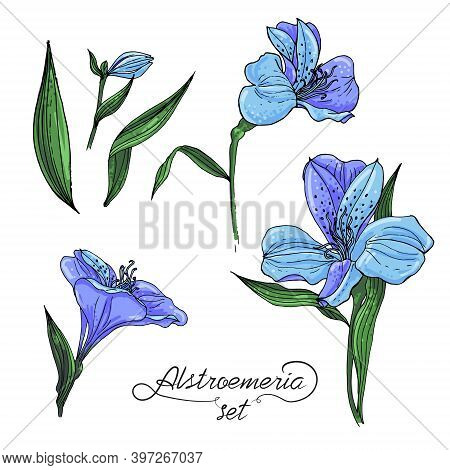 Alstromeria Blue Branch Isolated On White. Beautiful Alstroemeria Collection For Your Personal Desig