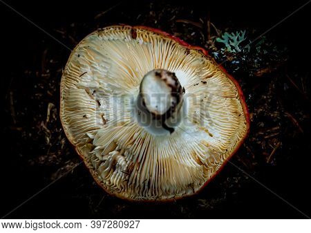 Mushroom Up Side Down, With Focus On The White Gills Of The Fungi. Close Up.