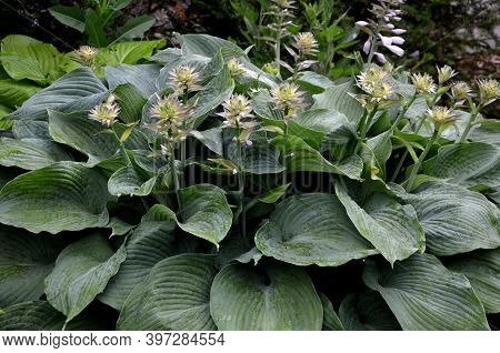Hosta Tardiana Halcyon Big Green Leaves Perenial Plant Shade Tolerant White Flowers Turf Bunch
