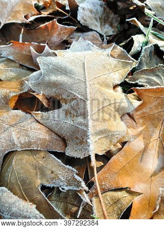 Autumn Oak Leaves Covered With Hoarfrost. Yellowed Dry Foliage With White Frost In Frosty Park. Seas