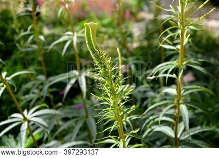 The Inflorescence Is Composed Of Small, Lilac-pink To Light Purple Flowers, To Which Long White Stam