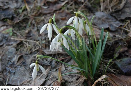 Snowdrop Or Common Snowdrop (galanthus Nivalis) Flowers.