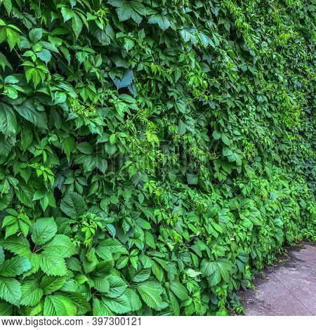Gynostemma Pentaphyllum Is Species Of Herbaceous Plants From Genus Gynostemma Of  Pumpkin Family. Na