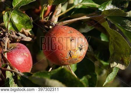 A Stack Of Apples With Apple Scab Disease