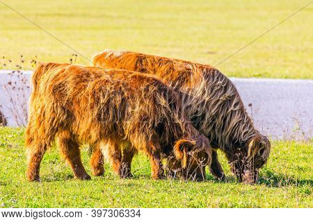 Picturesque thoroughbred red Scottish cows graze on a grassy pasture. Logarska Valley, Slovenia. Magnificent golden autumn in the mountains. Eastern Europe, Alps. Sunny day