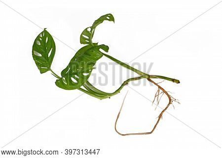 Cutting Of Houseplant With Botanic Name 'monstera Adansonii' With Long Bare Roots Isolated On White 
