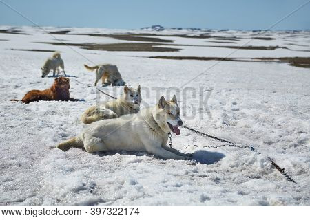 Dog sled ready for a ride on a snowy arctic lansdscape, melting snow in warming weather of climate change