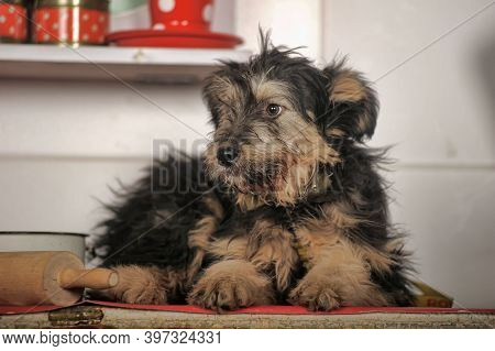 Cute Black And Brown Dog Mongrel Mestizo Terrier