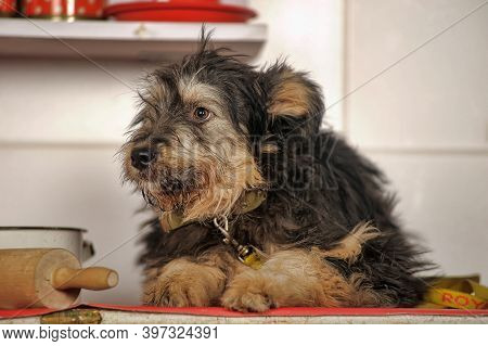 Cute Black And Brown Dog Mongrel Mestizo Terrier