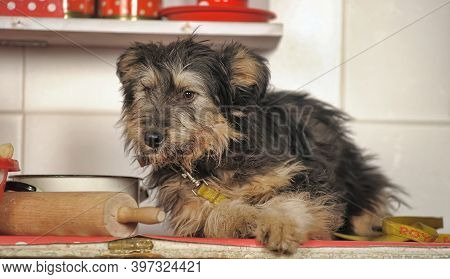 Cute Black And Brown Dog Mongrel Mestizo Terrier