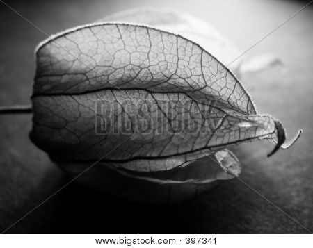 Physalis
