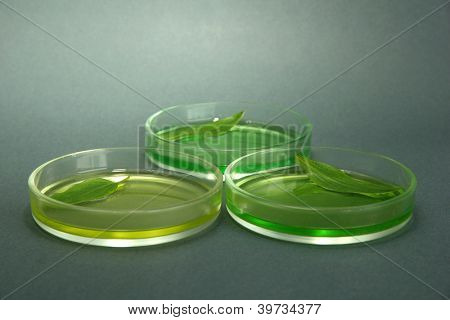 Geneticky modifikované listy testovány v Petriho miskách, na šedém pozadí