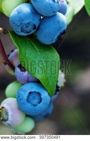 Close Up Of Ripe Blueberries, Vertical Shot
