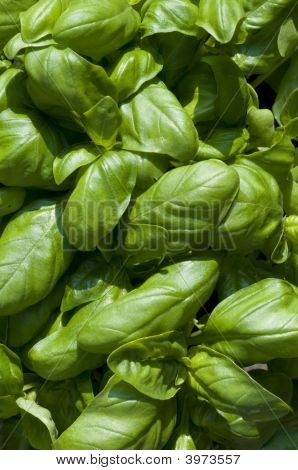 Basilico
