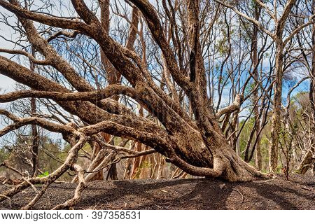 Woodland At The Alcoa Wellard Wetlands In Perth Wa