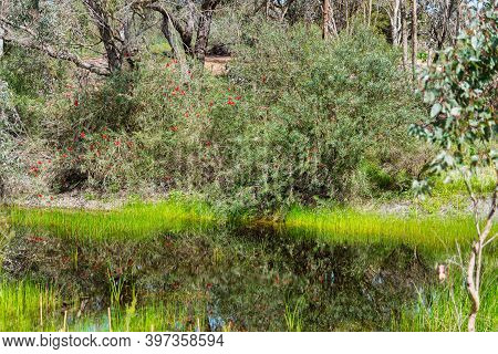 Woodland At The Alcoa Wellard Wetlands In Perth Wa