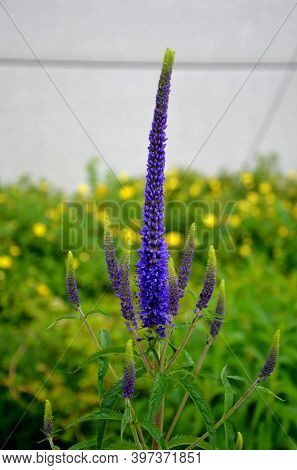 Prairie Eremurus Stenophyllus Salvia Nemorosa Tuberous Yellow Flowers With Oblong Flowers Combined W