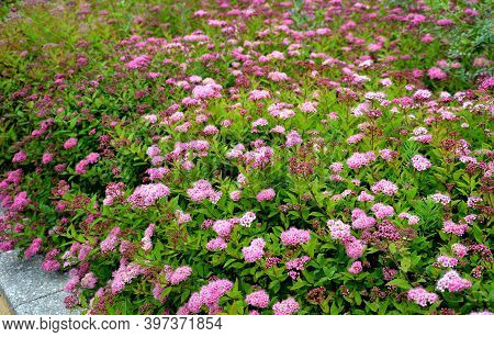 Spirea Bumalda Pink Meadow Sweet Plantain Detail Of Flowering Shrub Up To 1 Meter In Height Blooms I