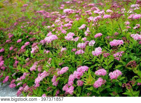 Spirea Bumalda Pink Meadow Sweet Plantain Detail Of Flowering Shrub Up To 1 Meter In Height Blooms I