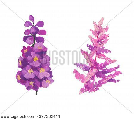 Pink Astilba And Delphinium. Hand Drawn Acrylic Or Gouache Illustration On White Background
