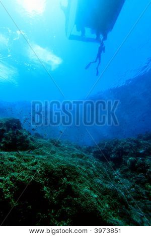 Arrecife de Coral del Indo Pacifico