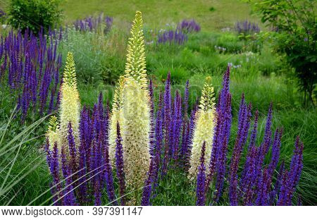 Prairie Eremurus Stenophyllus Salvia Nemorosa Tuberous Yellow Flowers With Oblong Flowers Combined W