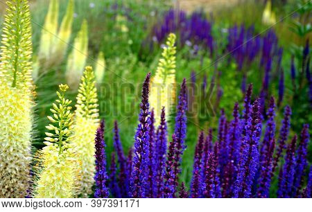 Prairie Eremurus Stenophyllus Salvia Nemorosa Tuberous Yellow Flowers With Oblong Flowers Combined W