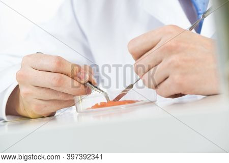 Microbiologist Researching Food Sample With Tweezers In Petri Dish. Quality Control Foods And Bioche