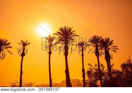 Row Of Tropic Palm Trees Against A Sunset Sky. Silhouette Of Tall Palm Trees. Tropical Evening Lands