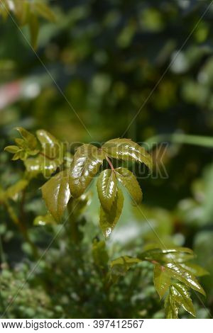 Oregon Grape Leaves - Latin Name - Berberis Aquifolium (mahonia Aquifolium)