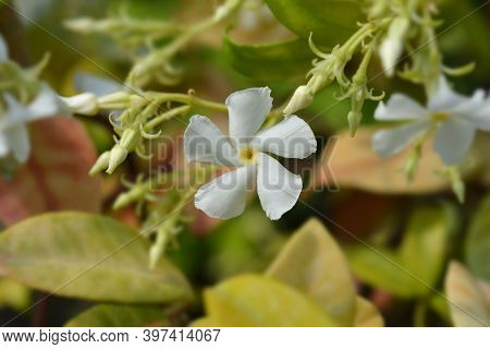 Star Jasmine - Latin Name - Trachelospermum Jasminoides