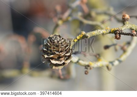 Larch Diana Branch With Cone - Latin Name - Larix Kaempferi Diana