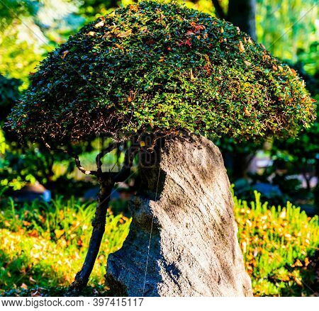 Rugged Old Tombstone Under A Shape Cut Tree.