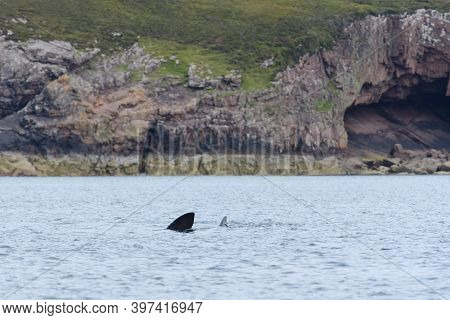 Geologic Landscape With A Basking Shark Swimming In The Sea Foreground. Wild And Natural Area Of The