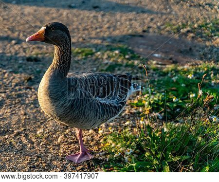 Domestic Greylag Goose Resting On One Leg By The Pond.