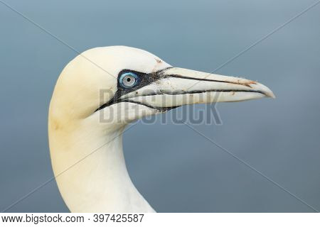 Northern Gannet, Detail Head Portrait Of Sea Bird, Dark Blue Sea On Background, Wildlife (sula Bassa