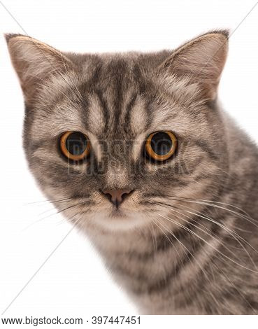 Beautiful Grey Scottish Young Cat Isolated On A White Background.