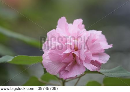 The Hibiscus Mutabil Is Open At A Day Time